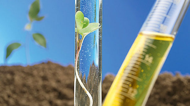 bioenergy-2019