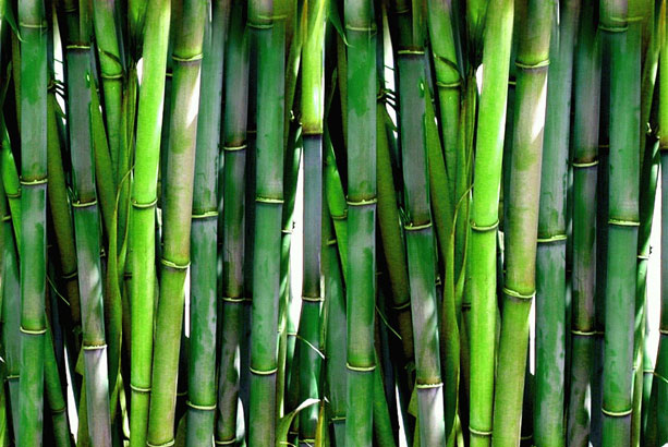 bamboo-2020