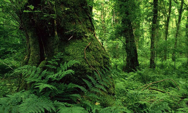 bosques-verdes-2020