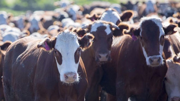 vacas-II-08-2019-I