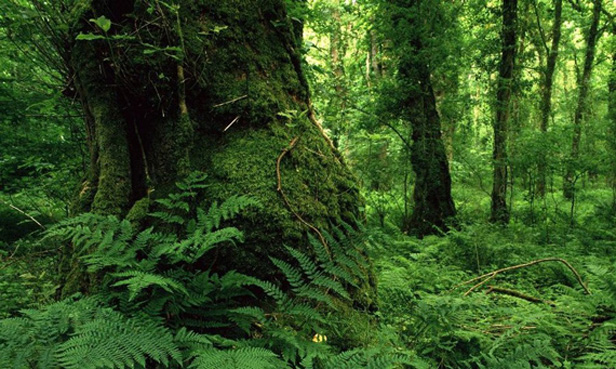 bosques-verdes-0416