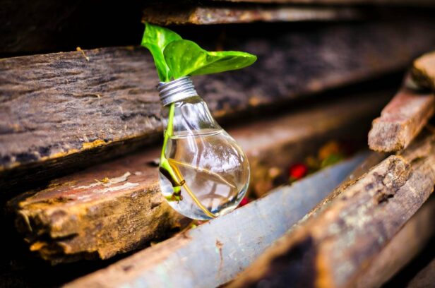 FREE-AMPOLLETA-PLANT-pexels-brunoscramgnon-315658-1250